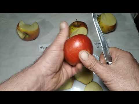 Видео: Яблука , клони Фуджі: Фуджіон; Ятака; Кіку-8.