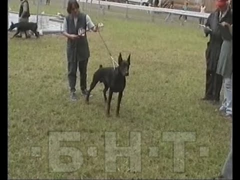Видео: ДОБЕРМАН - ЕДИНСТВЕНАТА ПОРОДА КУЧЕ КРЪСТЕНА НА ЧОВЕК (2006)