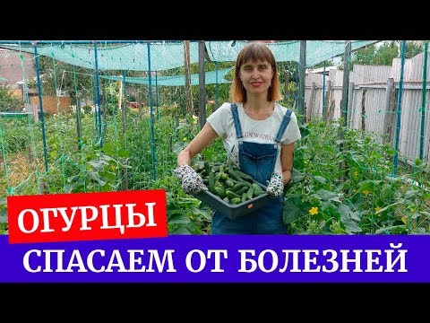 Видео: 🥒Супер средство от болезней огурцов. Как защитить, вылечить огурцы?