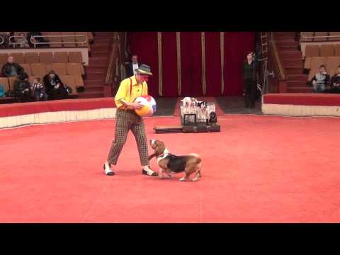 Видео: Yakuboskie.ru DogShow Clown with dogs Moscow Circus Клоун с собачками