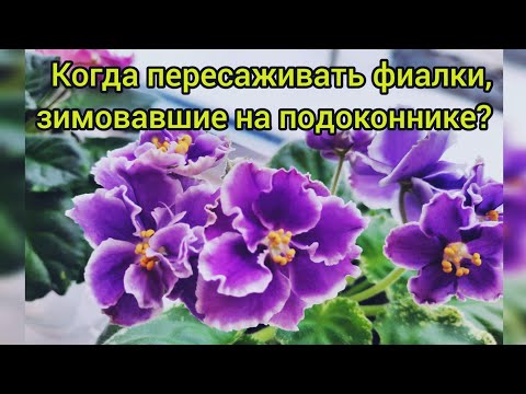 Видео: Фиалки на подоконнике зимой! Когда их начинать пересаживать для весеннего цветения? Как пересадить?