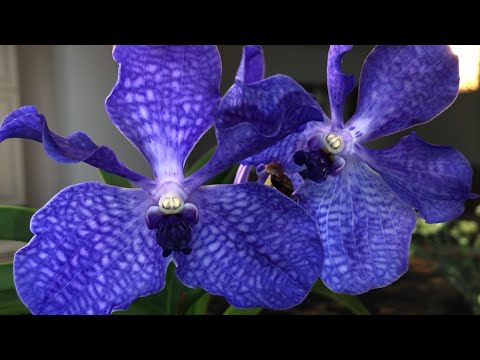 Видео: История моей первой ванды. Vanda coerulea. Пересадка ванды, особенности ухода за орхидеей.