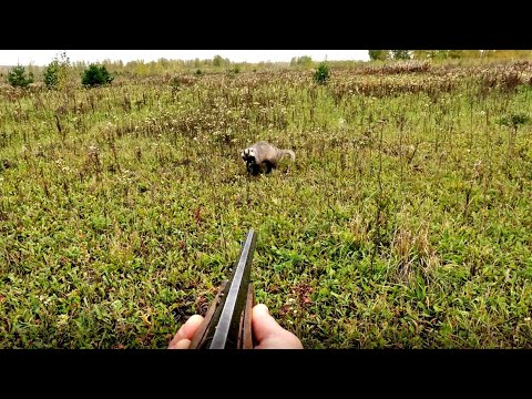 Видео: Подошёл в УПОР. Охота на БАРСУКА с Ружьём!!!