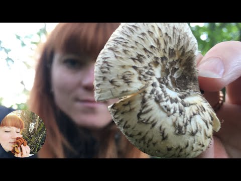 Видео: ВЫРАСТИТЬ  НЕОБЫЧНЫЙ ГРИБ! Пилолистник тигровый Lentinus tigrinus