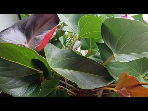 Видео: Подготовка Антуриумов к сибирской зиме