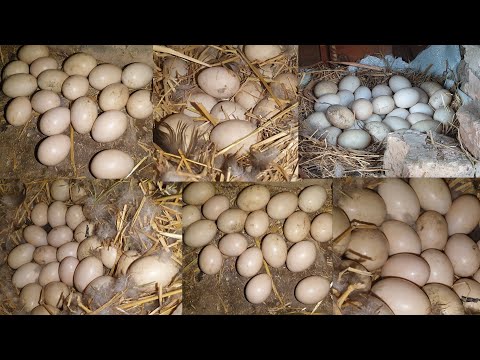 Видео: Тухумларни текшириш очадими ёки ёк