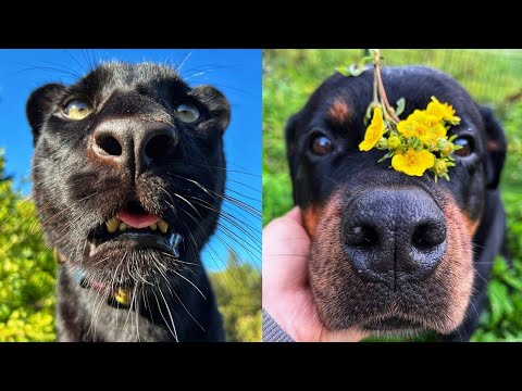 Видео: Пантера Луна на необитаемом острове 🐆🏝