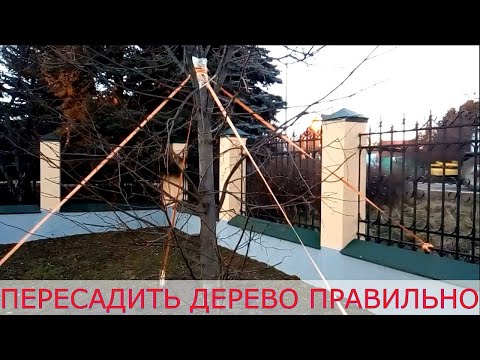 Видео: Пересадка деревьев: правильное закрепление растяжками