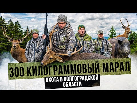 Видео: ДОБЫЛИ МАРАЛА | ПЯТНИСТОГО ОЛЕНЯ | ТРИ КОСУЛИ | И КАБАНА. Охота в Волгоградской области