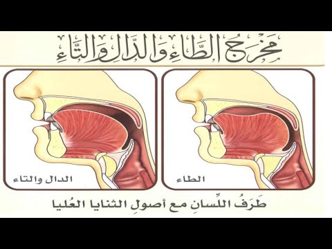 Видео: МАХРАДЖ ТО الطاء, ТА التاء, ДАЛЬ الدال | БУКВЫ КОНЧИКА ЯЗЫКА И ОСНОВАНИЯ ВЕРХНИХ ЗУБОВ