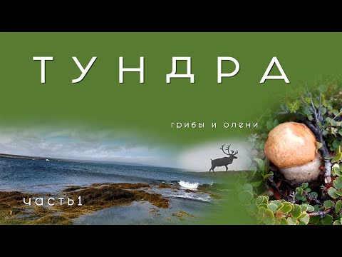 Видео: Тундра грибы и олени Рыбачий 2021 часть 1 на велосипеде по Кольскому полуострову