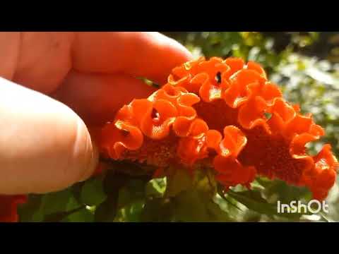 Видео: 26 АВГУСТ  ТОШКЕНТ  ГУЛЛАРИМНИ СОТУВГА КУЙДИМ🪻🪻🪴🪴🌹🌹🪴🪴