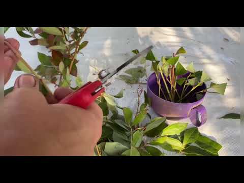 Видео: Живцюю та укрінюю лохину в серпні. Чи не пізно?