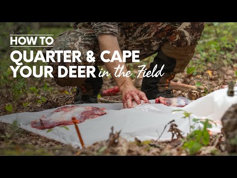 Видео: ГРАФИКА - Четвертование оленя методом «без потрошения» - включая удаление сердца и внутренней час...
