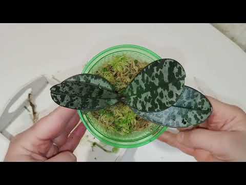 Видео: Пересадить орхидею в лёгкий субстрат