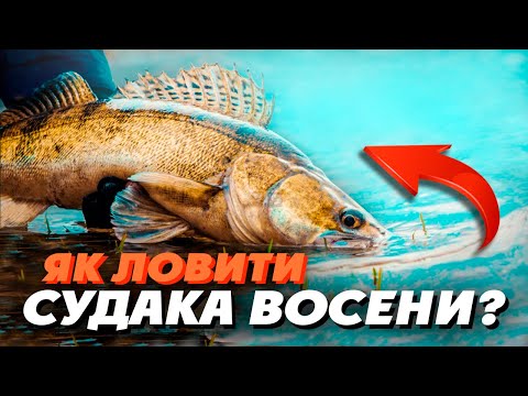 Видео: Як ловити СУДАКА ВОСЕНИ?  🐬Місця ловлі, ТОП приманок, найкращі проводки для ловлі судака на спінінг!