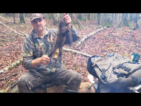 Видео: С лайкой на куницу .Удачно !  Норка на дереве !! Все очень интересно !!