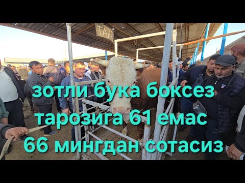 Видео: ТОШКЕНТ ВИЛОЯТИ ПИСКЕНТ ТУМ ЧОРВА БОЗОРИ БУКАЛАР КАТОРИ 08.10.2025