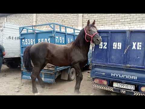 Видео: Нарху Навои АСП БОЗОРИ Ленский Райони Душанбе 09-07-2025
