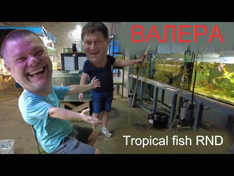 Видео: Валера. Tropical fish RND. Аквариумистика Ростов-на-Дону