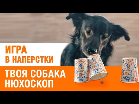 Видео: Игра в наперстки. Как научить собаку? Тренировка нюха и внимания.