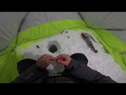 Видео: Налим на стук.Утренний клёв.