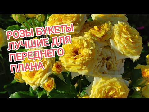 Видео: РОЗЫ БУКЕТЫ. ЛУЧШИЕ ДЛЯ ПЕРЕДНЕГО ПЛАНА.