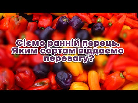 Видео: Сіємо ранній перець. Яким сортам віддаємо перевагу?