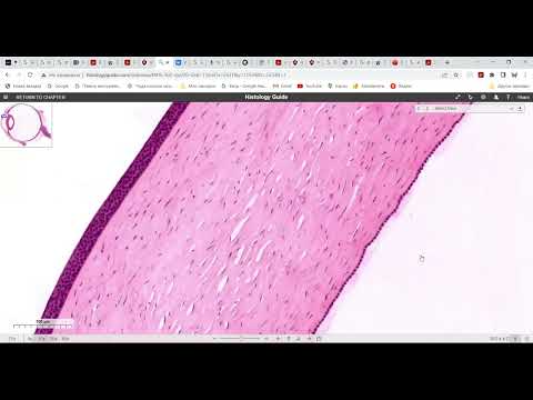 Видео: Органы чувств (1 часть)