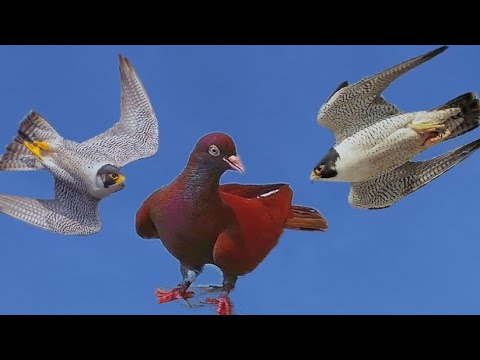 Видео: Сокол Сапсан Атакует Голубей!!!!! Falcon Peregrine Attacks Pigeons!!!!!