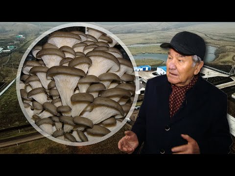 Видео: Как соратник Шаймиева построил грибной бизнес на селе