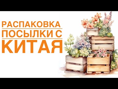 Видео: Суккуленты. Распаковка посылки из Китая. Ожидание - реальность. #succulent #echeveria