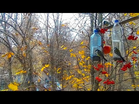 Видео: Осенние пташки. Чебоксары. 2 ноября 2025