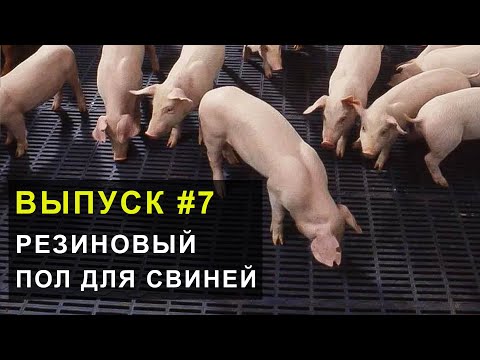 Видео: Полы в свинарнике. Почему выбрали резиновый пол для свиней.  Выпуск 7