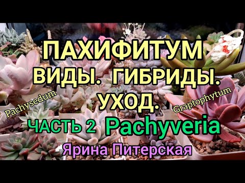 Видео: Пахифитум. Виды, Гибриды. Уход. Часть 2. Pachyveria и другие.