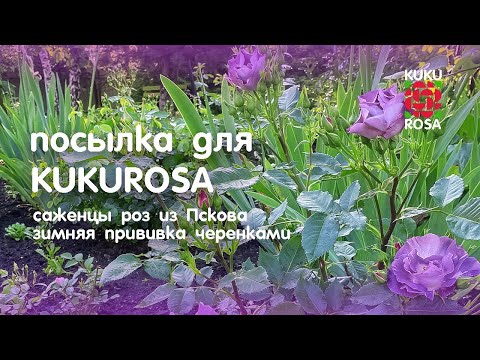 Видео: Саженцы роз для Кукурозы🌹ЗИМНЯЯ ПРИВИВКА из Пскова