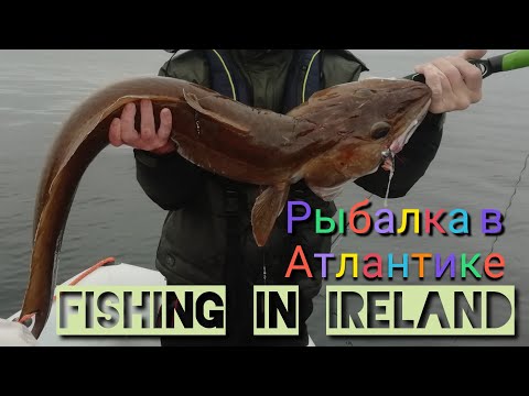 Видео: МОРСКАЯ ЩУКА / 80 КГ РЫБЫ В ЛОДКЕ / ОТПУСТИЛИ НЕ МЕНЕЕ / FISHING IN IRELAND.