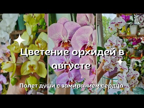 Видео: Это нельзя пропустить! Потрясающие сорта орхидей! Интриганка Сого Юкидан бабочка.