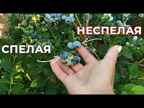 Видео: НЕ СОБИРАЙТЕ ГОЛУБИКУ, пока не посмотрите это видео