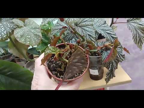 Видео: Излишки моих комнатных растений на 08.05.2025 гр.