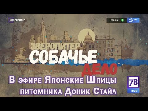 Видео: Японские Шпицы питомника Доник Стайл в эфире телепередачи "Зверопитер"