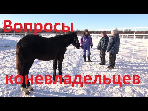 Видео: Ответы на вопросы начинающих коневладельцев. Продолжаем работу в "бочке".