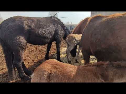 Видео: Бразилия кормит двух. Баржа не принимает жеребёнка.