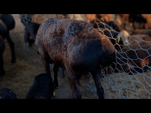 Видео: 05.08.2024. Қой ешкі бағалары.  Қызылорда мал базары.
