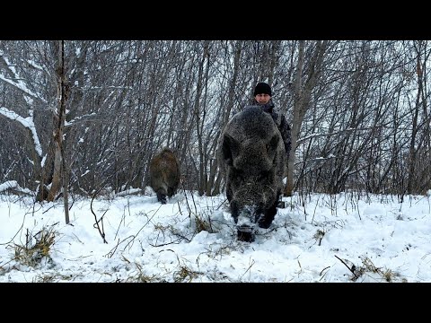Видео: Возвращение Фантика!!!!