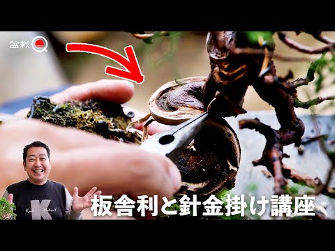 Видео: Как сделать доску-шари и полку из веток. [Bonsai Q]