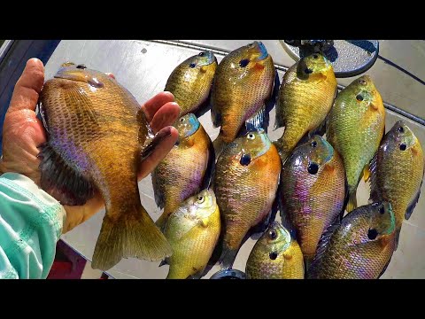 Видео: Поймайте множество синежаберных солнечников на ужин с помощью этой простой установки