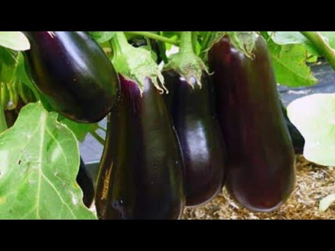 Видео: Баклажаны - ТРУДЯГИ  на 2022 год!!! ЛУЧШИЕ ПРОВЕРЕННЫЕ СОРТА БАКЛАЖАНОВ. !
