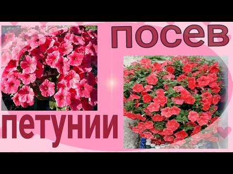 Видео: Посев петунии. Как и когда я сею петунию.
