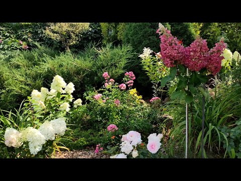 Видео: Прогулка по саду Инессы🌿🌿 Коллекция метельчатых гортензий 🌿